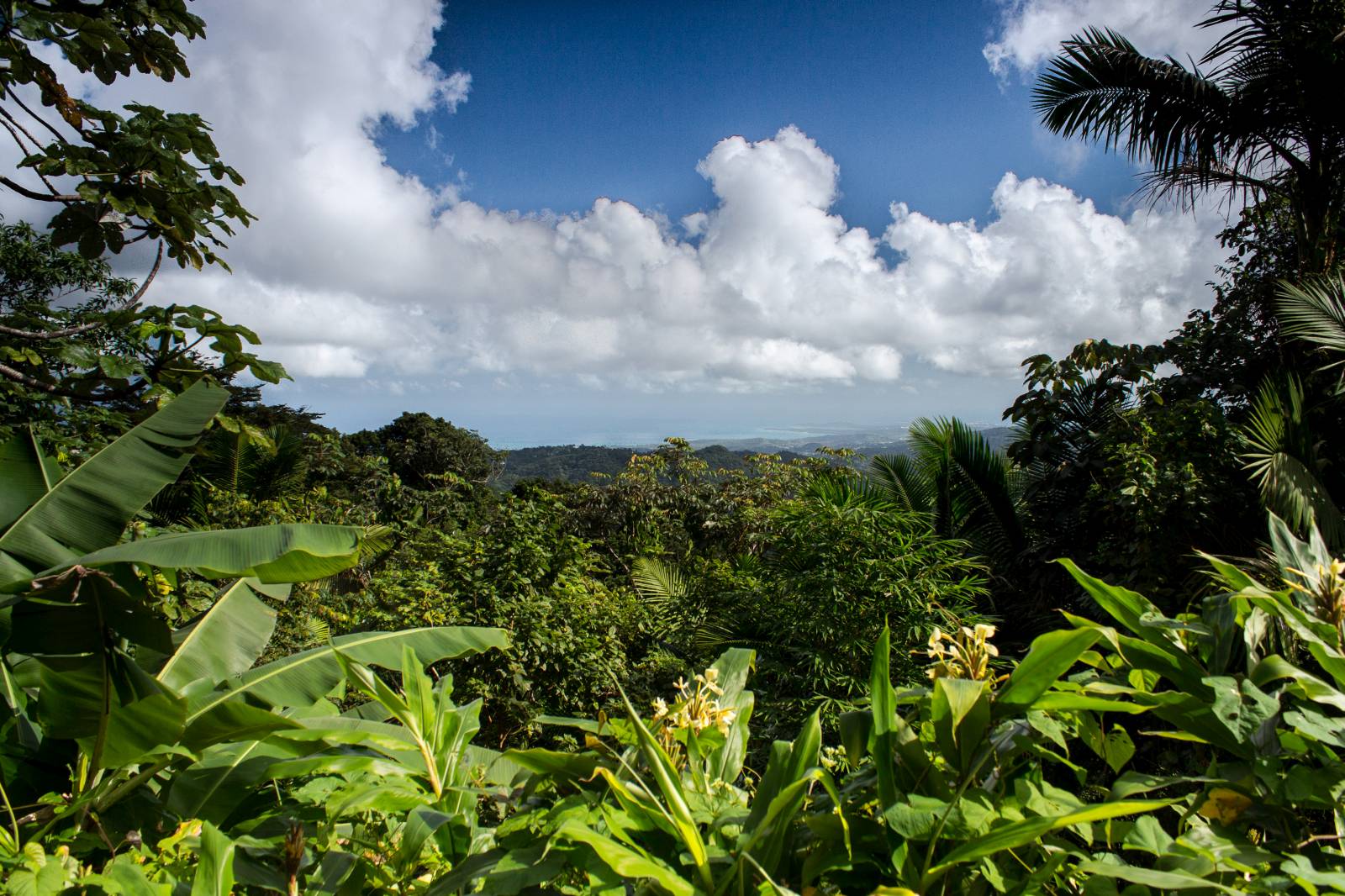 Aussicht aus El Yunque